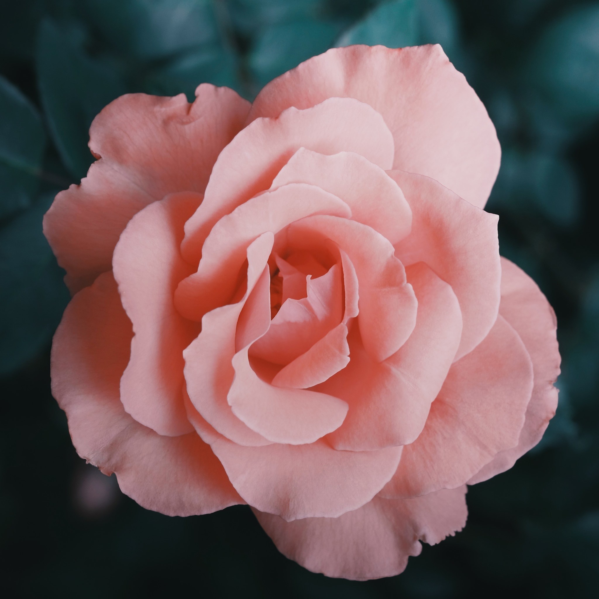 Journées de la Rose – Chez Pauline Paris